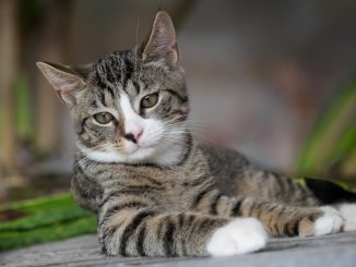 Auf dem Boden liegende Hauskatze