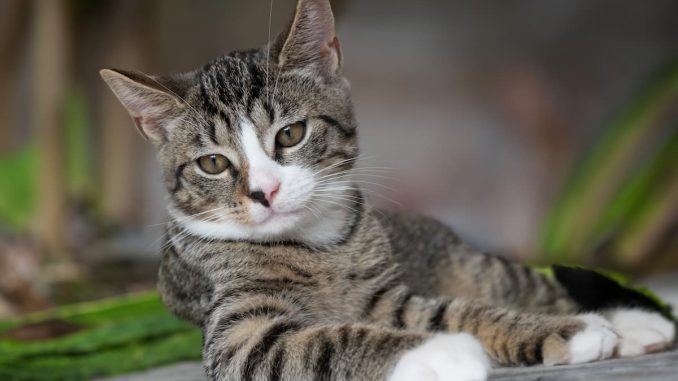 Auf dem Boden liegende Hauskatze